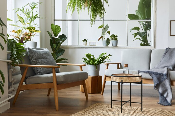 House plant